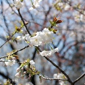 サクラ　イツカヤマ（早晩山）｜花の手帖の桜図鑑