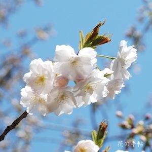サクラ　イツカヤマ（早晩山）｜花の手帖の桜図鑑