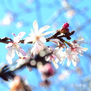 サクラ　ジュウガツザクラ（十月桜）｜花の手帖の桜図鑑