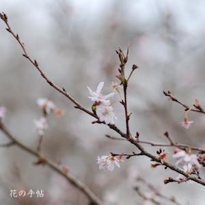 サクラ　ジュウガツザクラ（十月桜）｜花の手帖の桜図鑑