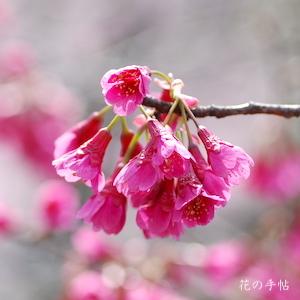 サクラ　カンヒザクラ（寒緋桜）｜花の手帖の桜図鑑