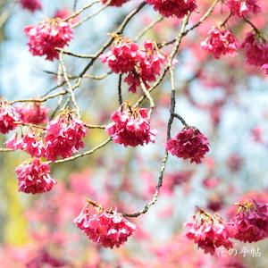サクラ　カンヒザクラ（寒緋桜）｜花の手帖の桜図鑑