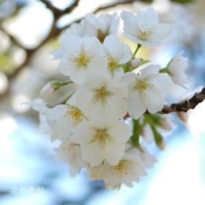 サクラ　カンザキオオシマ（寒咲大島）｜花の手帖の桜図鑑