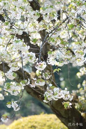サクラ　カンザキオオシマ（寒咲大島）｜花の手帖の桜図鑑