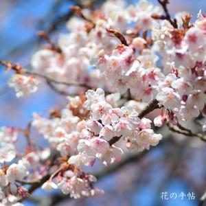 サクラ　カンザクラ（寒桜）｜花の手帖の桜図鑑