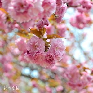 サクラ　カンザン（関山）｜花の手帖の桜図鑑