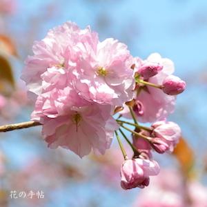 サクラ　カンザン（関山）｜花の手帖の桜図鑑