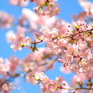サクラ　カワヅザクラ（河津桜）｜花の手帖の桜図鑑