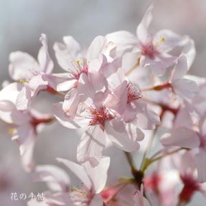 サクラ　コヒガン（小彼岸）｜花の手帖の桜図鑑
