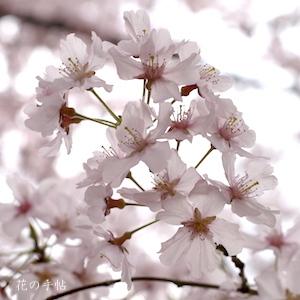 サクラ　コシノヒガンザクラ（越の彼岸桜）｜花の手帖の桜図鑑