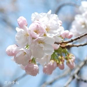 サクラ　オオヂョウチン（大提灯）｜花の手帖の桜図鑑