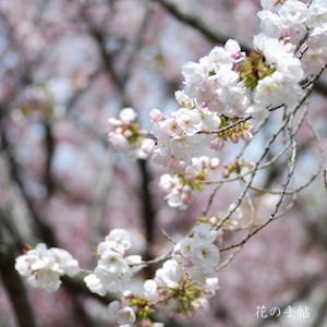 サクラ　オオヂョウチン（大提灯）｜花の手帖の桜図鑑
