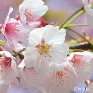 サクラ　オオカンザクラ（大寒桜）｜花の手帖の桜図鑑