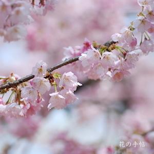 サクラ　オオカンザクラ（大寒桜）｜花の手帖の桜図鑑