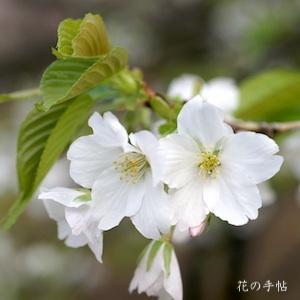 サクラ　オオシマザクラ（大島桜）｜花の手帖の桜図鑑