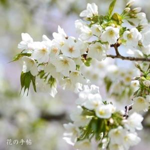 サクラ　オオシマザクラ（大島桜）｜花の手帖の桜図鑑