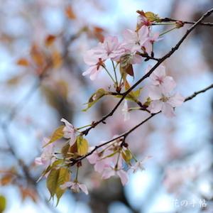 サクラ　オオヤマザクラ（大山桜）｜花の手帖の桜図鑑