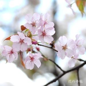 サクラ　オオヤマザクラ（大山桜）｜花の手帖の桜図鑑