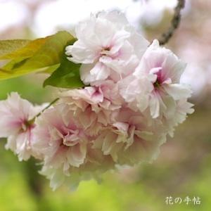 サクラ　オソミヤコ（晩都）｜花の手帖の桜図鑑