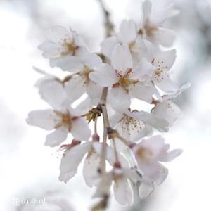 サクラ　シダレソメイヨシノ（枝垂染井吉野）｜花の手帖の桜図鑑