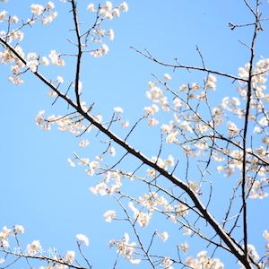 サクラ　シナミザクラ（支那実桜）｜花の手帖の桜図鑑