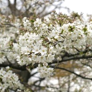 サクラ　ソメイニオイ（染井匂）｜花の手帖の桜図鑑