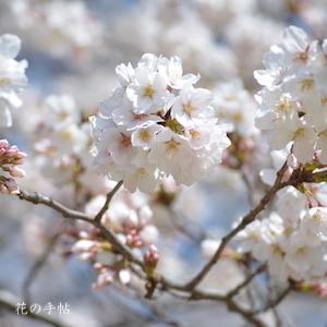 サクラ　ソメイヨシノ（染井吉野）｜花の手帖の桜図鑑