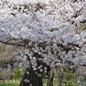 サクラ　ソメイヨシノ（染井吉野）｜花の手帖の桜図鑑