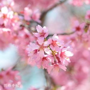 サクラ　ソウシュンザクラ（早春桜）｜花の手帖の桜図鑑