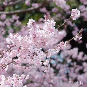 サクラ　タカトオコヒガン（高遠小彼岸）｜花の手帖の桜図鑑