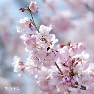 サクラ　タカトオコヒガン（高遠小彼岸）｜花の手帖の桜図鑑
