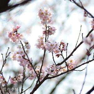 サクラ　トウカイザクラ（東海桜）｜花の手帖の桜図鑑