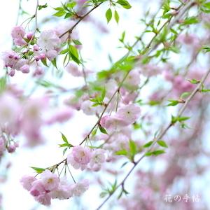サクラ　ウジョウシダレ（雨情枝垂）｜花の手帖の桜図鑑