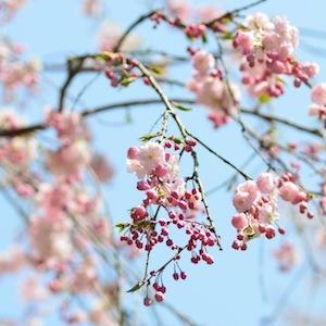 サクラ　ウジョウシダレ（雨情枝垂）｜花の手帖の桜図鑑