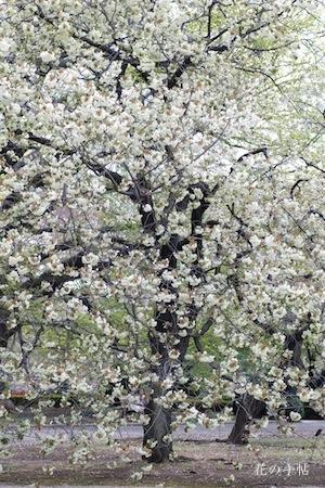 サクラ　ウコン（鬱金）｜花の手帖の桜図鑑