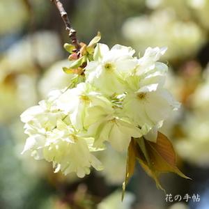 サクラ　ウコン（鬱金）｜花の手帖の桜図鑑