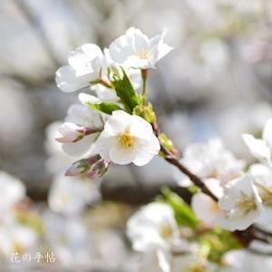 サクラ　ウスゲオオシマ（薄毛大島）｜花の手帖の桜図鑑
