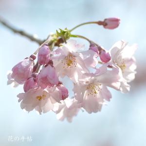 サクラ　ヤエベニシダレ（八重紅枝垂）｜花の手帖の桜図鑑