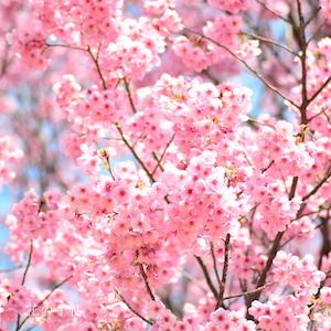 サクラ　ヨウコウ（陽光）｜花の手帖の桜図鑑
