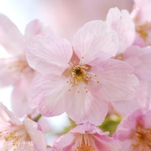 サクラ　ヨウコウ（陽光）｜花の手帖の桜図鑑