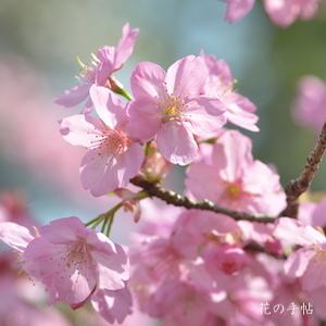 サクラ　ヨコハマヒザクラ（横浜緋桜）｜花の手帖の桜図鑑