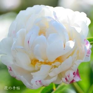 ツバキ　アリアケ｜花の手帖の椿図鑑