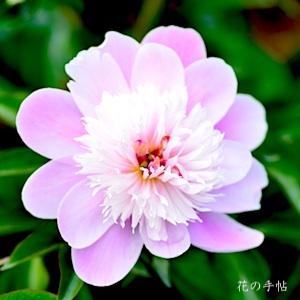 シャクヤク　バンジュ（萬壽）｜花の手帖の芍薬図鑑