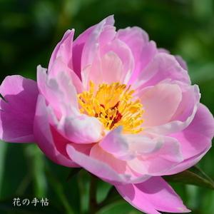 シャクヤク　ハルノイロ（春の色）｜花の手帖の芍薬図鑑