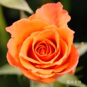 バラ　アレグリア｜花の手帖のバラ図鑑