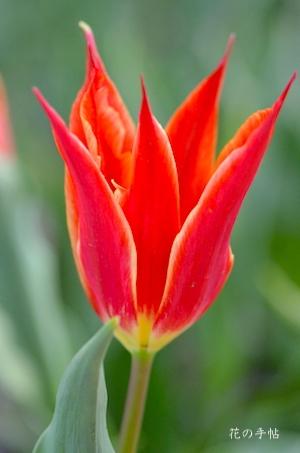チューリップ アラジン Tulip Aladdin 花の手帖のwebチューリップ図鑑