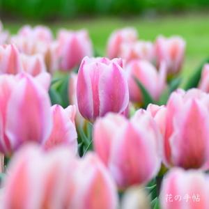 チューリップ アルガーブ Tulip Algarve 花の手帖のwebチューリップ図鑑
