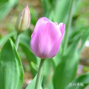 チューリップ アリバイ Tulip Alibi 花の手帖のwebチューリップ図鑑