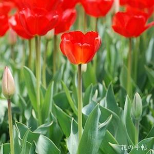 チューリップ アペルドーン Tulip Apeldoorn 花の手帖のwebチューリップ図鑑