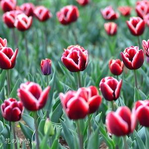 チューリップ アルマーニ Tulip Armani 花の手帖のwebチューリップ図鑑